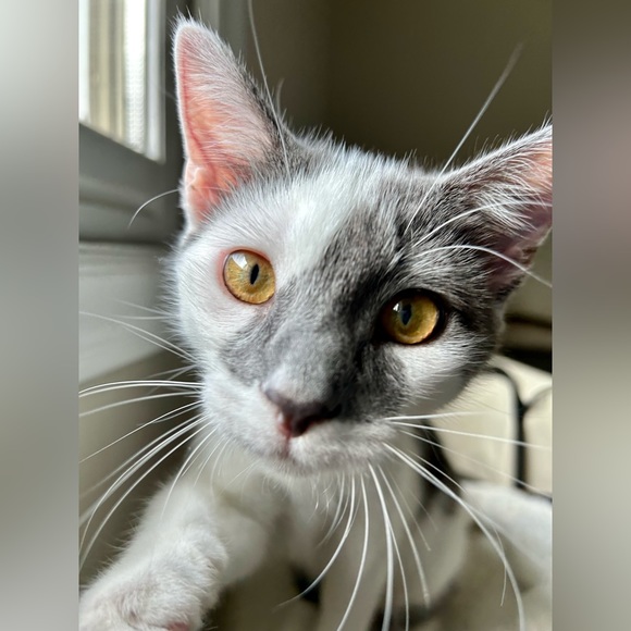 Shop to Support Kitties!💕🐾My Cause for PAWS🐾!💕 - Picture 14 of 17